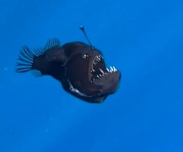 „U kresu życia zobaczyła światło”. Ryba głębinowa rozczuliła Internautów na całym świecie